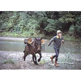 School working party: Te Urewera National Park