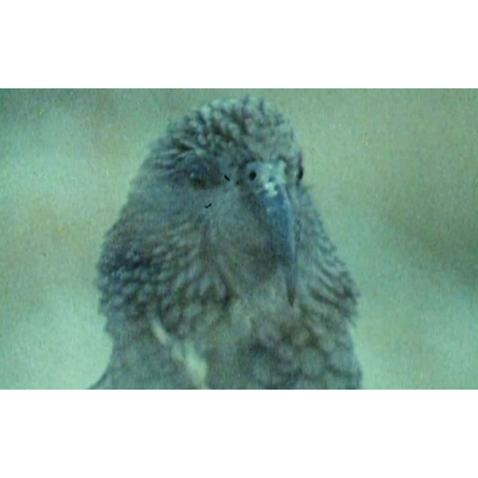 "The Prince of Nosey-Parkers"