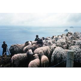 Capturing sheep: Campbell Island