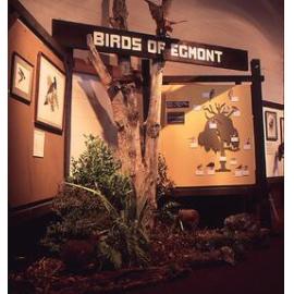 Bird Survey Display 1981