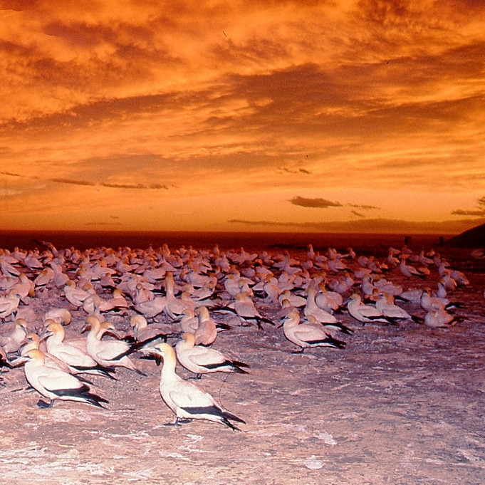 Cape Kidnapper Bird Sanctuary Board