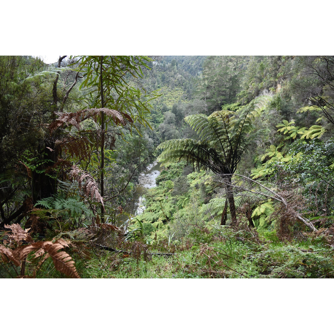 Whanganui River Reserves