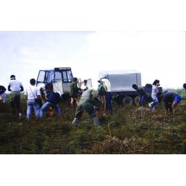 Tree Planting on Tiritiri Matangi Island