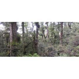 Waikareiti bush-Te Urewera National Park