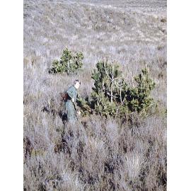 Pinus contorta control