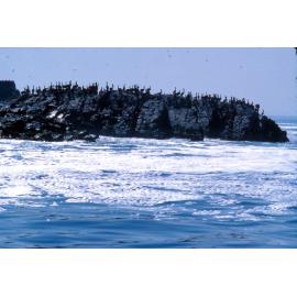 Pelicans roost on an island in Paracas: Peru