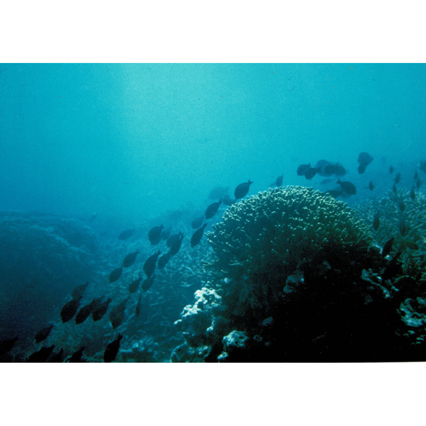 Palolo Deep Marine Reserve