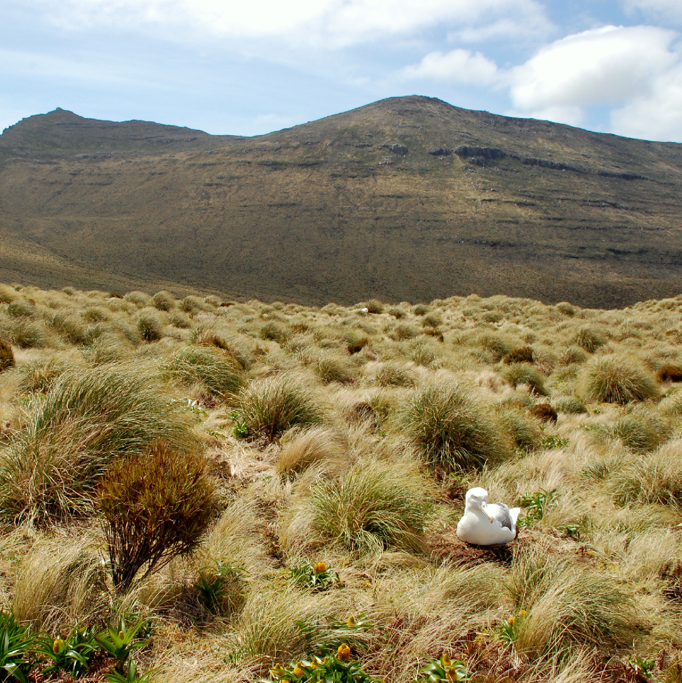 Campbell Island, Gibson's wandering albatross. Photo Rob Greenaway