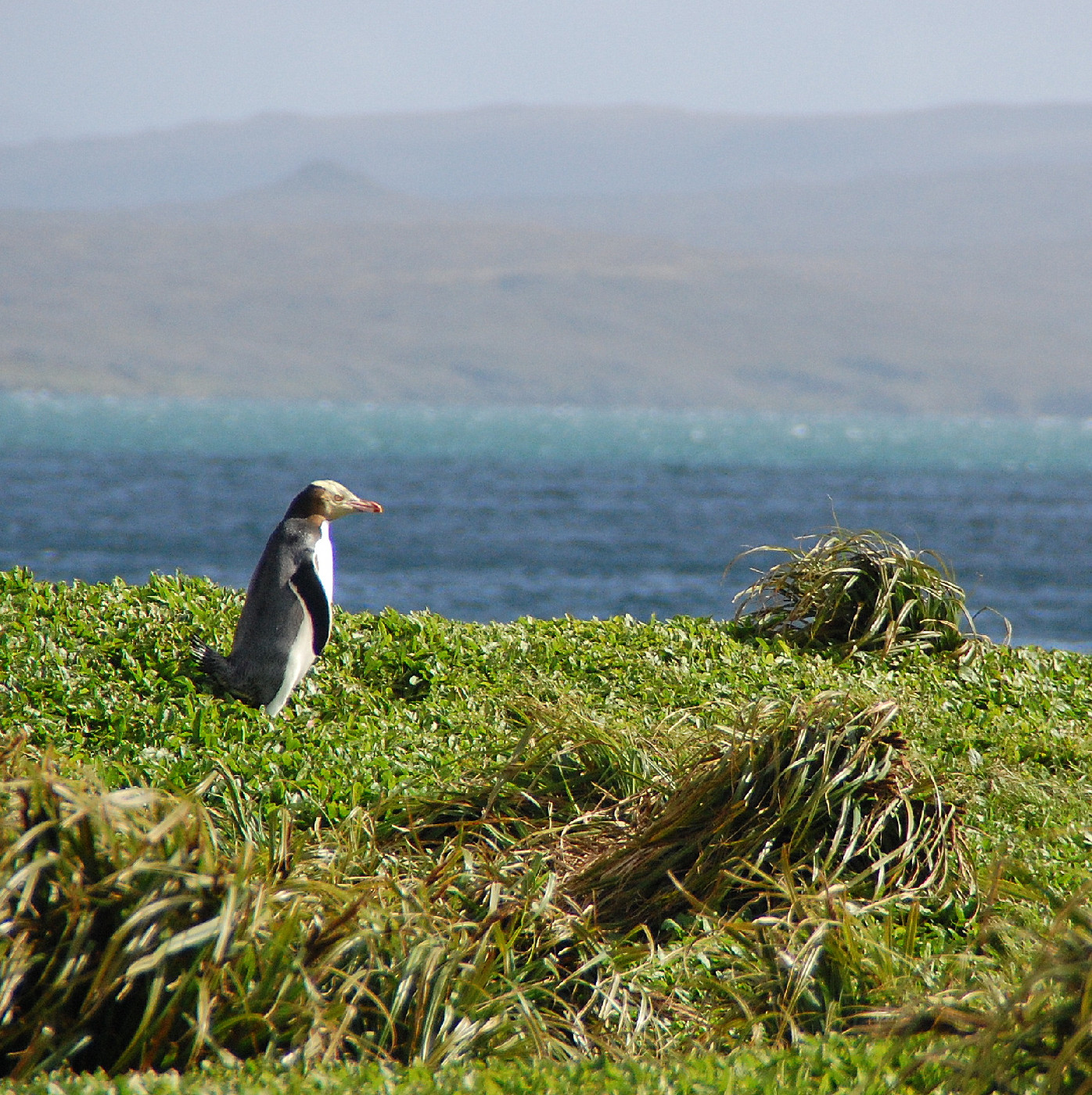 Yellow-eyed penguin, Auckland Islands (Enderby). Photo Rob Greenaway