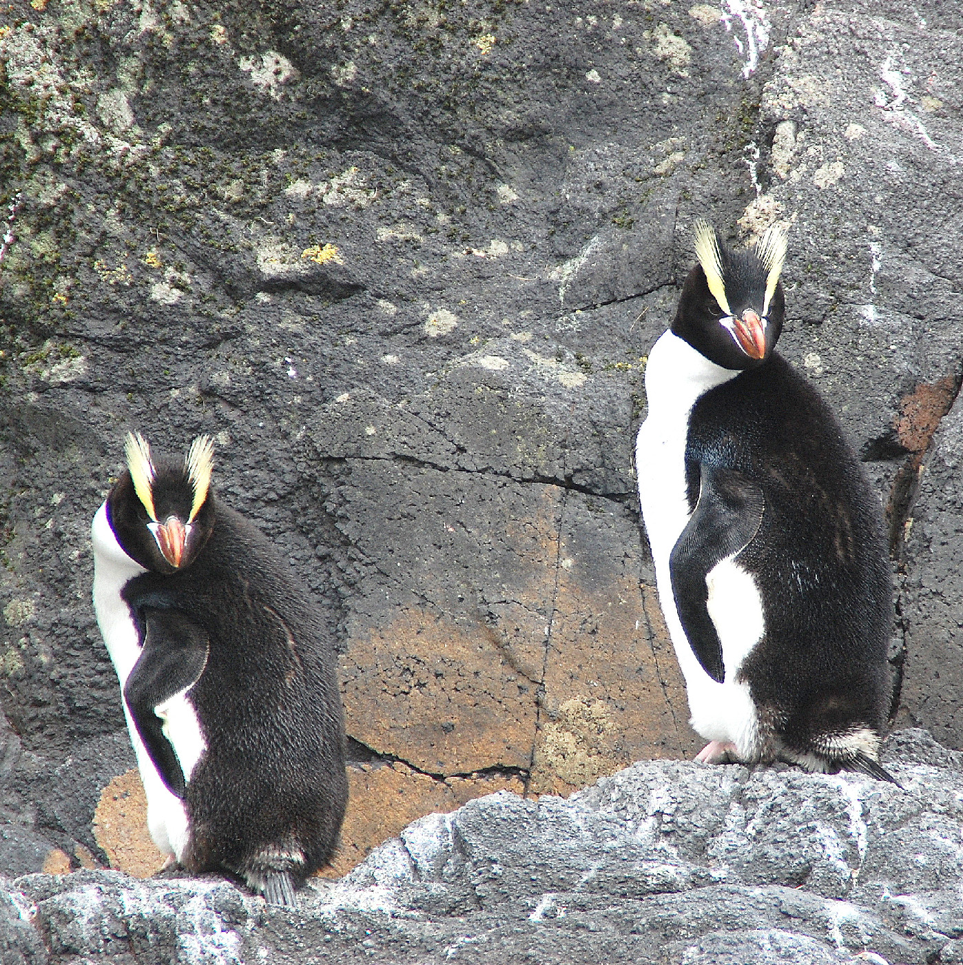 Erect-crested penguins, Antipodes Islands. Photo Rob Greenaway