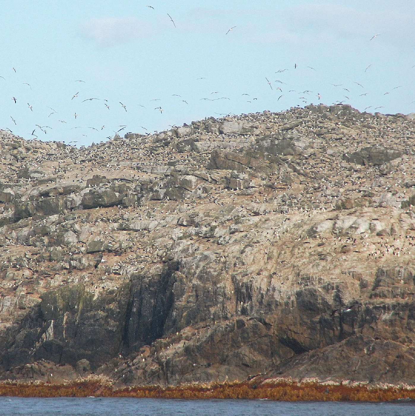 Bounty Islands. Photo: Rob Greenaway