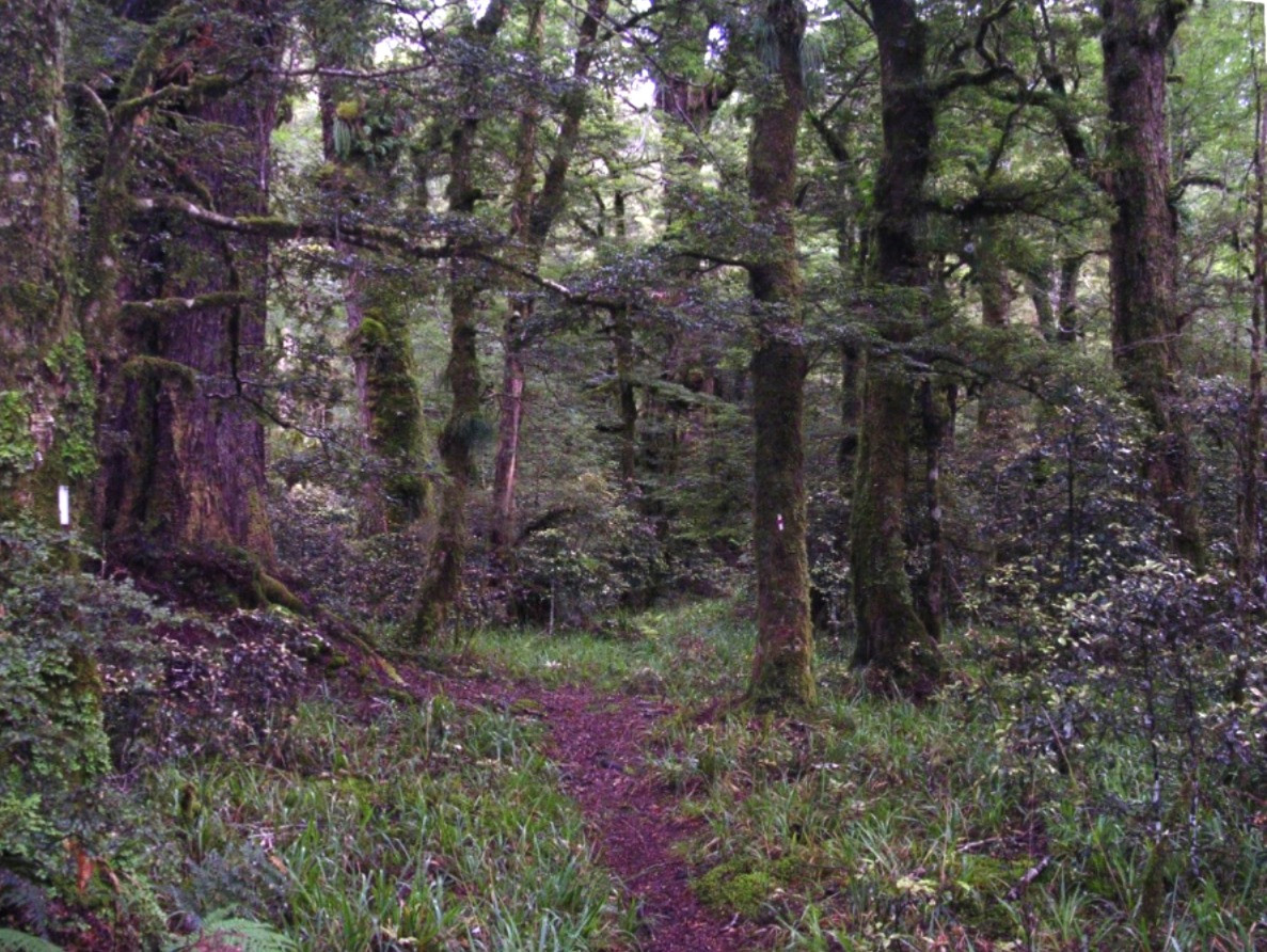 Te Urewera National Park: Rangers Memoirs