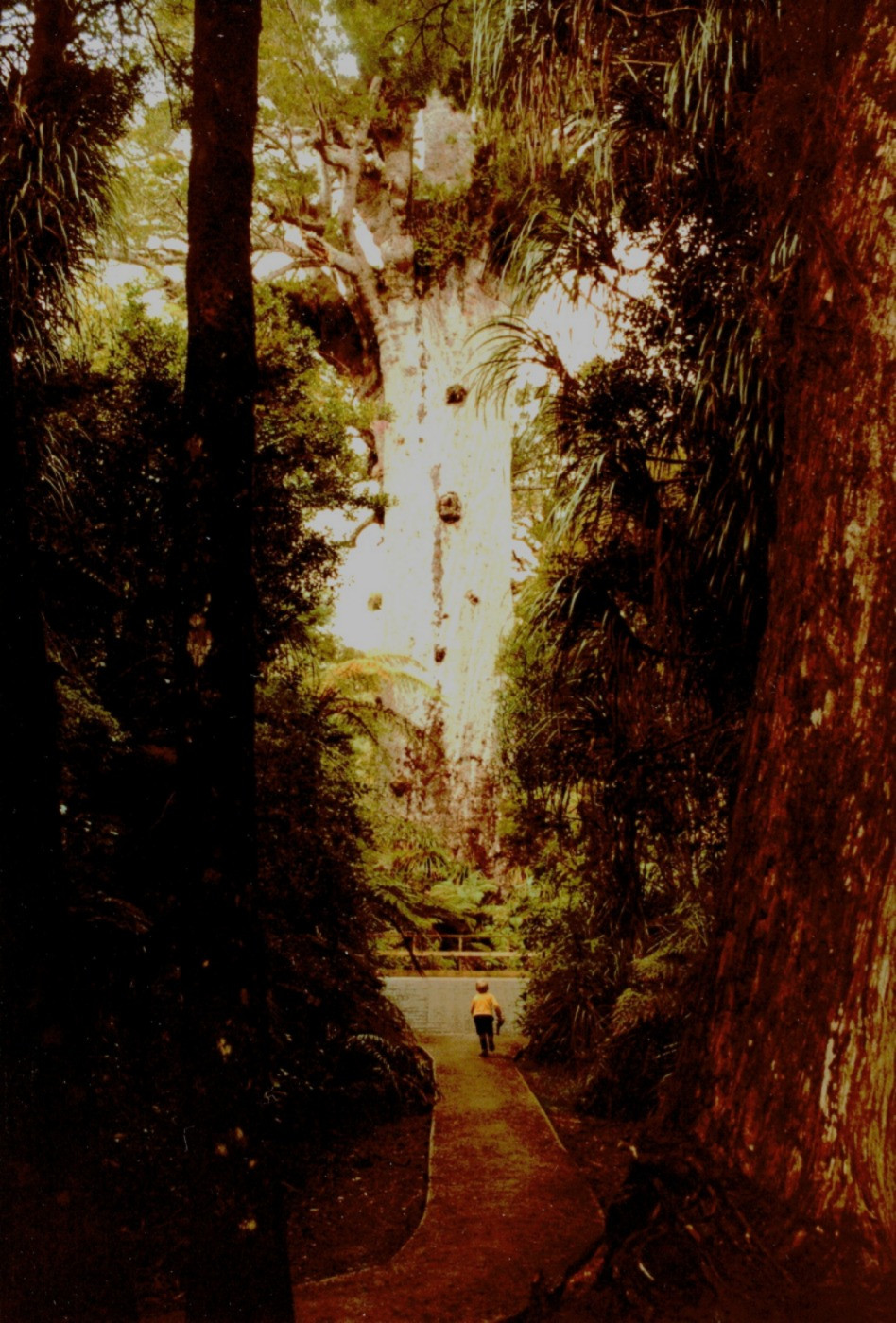 Auckland Land District: Rangers Memoirs