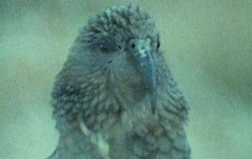 "The Prince of Nosey-Parkers"