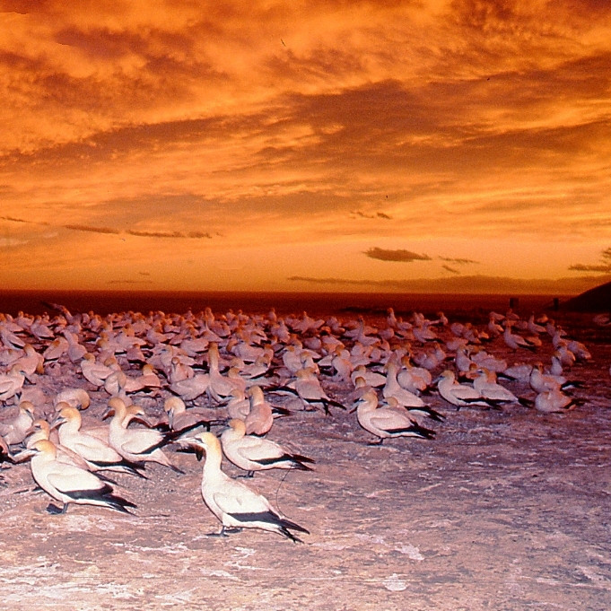 Cape Kidnapper Bird Sanctuary Board